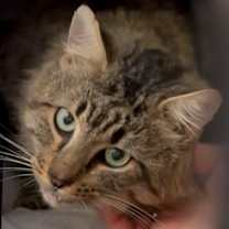 Thumbnail photo of Clarence #2