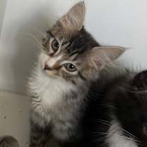 Thumbnail photo of Kingston #1