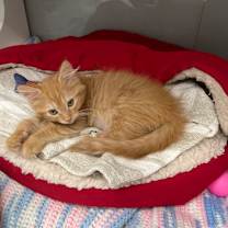 Thumbnail photo of Fondue #1