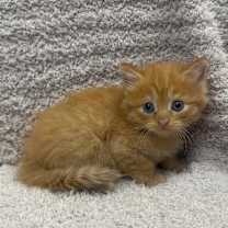 Thumbnail photo of Fondue #2