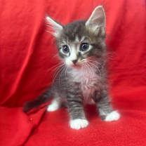 Thumbnail photo of Kingston #2