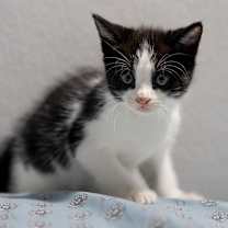 Thumbnail photo of Donty #1