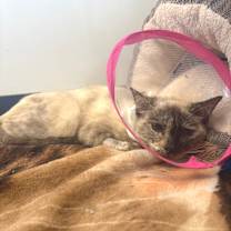 Thumbnail photo of Cookie Crumb #3