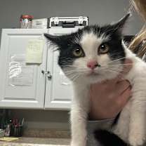 Thumbnail photo of Quill #2