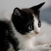 Thumbnail photo of Donty #2