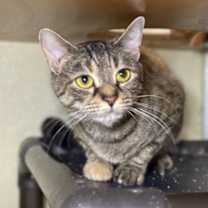 Thumbnail photo of Jazzy #2