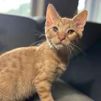 Thumbnail photo of Finley 2 #1