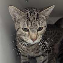 Thumbnail photo of Felix #2