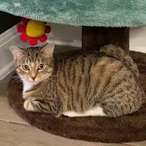 Thumbnail photo of Noodle Kadoodle #1