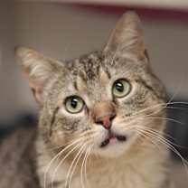 Thumbnail photo of Totino's Pizza Roll #4