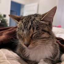 Thumbnail photo of Noodle Kadoodle #3