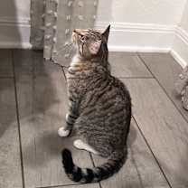 Thumbnail photo of Noodle Kadoodle #4