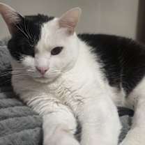 Thumbnail photo of Luna #2