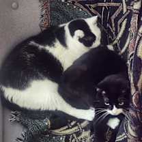 Thumbnail photo of Luna #4