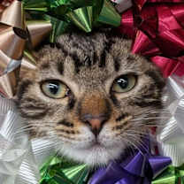 Thumbnail photo of Hawthorne #2