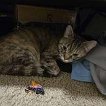 Thumbnail photo of Gizmo #2