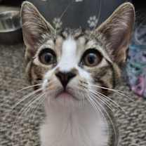 Thumbnail photo of Snoop Cat #1