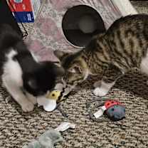 Thumbnail photo of Snoop Cat #3