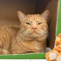 Thumbnail photo of Butternut #1