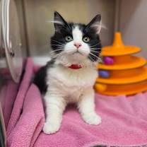 Thumbnail photo of Normani #1