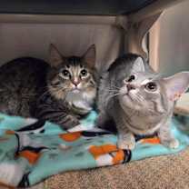 Thumbnail photo of Olivia #3