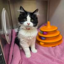 Thumbnail photo of Normani #3