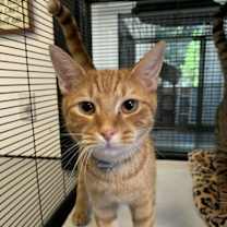 Thumbnail photo of Leo *BONDED* with Benji #1