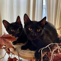 Thumbnail photo of Bi #3