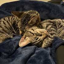 Thumbnail photo of Lewis #3