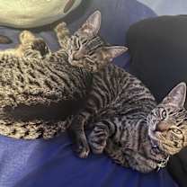 Thumbnail photo of Lewis #4