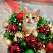 Thumbnail photo of Arnold #1