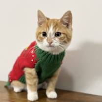 Thumbnail photo of Arnold #3