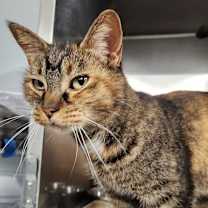 Thumbnail photo of Marigold (Holland Cat Cove) #4