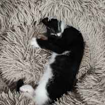 Thumbnail photo of Vampurrina #2