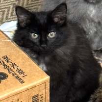 Thumbnail photo of Chiffon #1