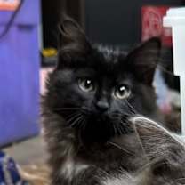 Thumbnail photo of Chiffon #2