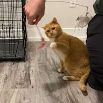 Thumbnail photo of Nacho Cheese #2