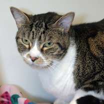 Thumbnail photo of Pixie #1