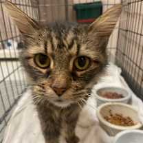 Thumbnail photo of Bonnie #2