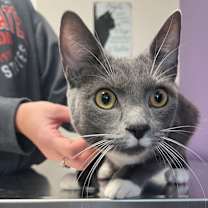 Thumbnail photo of Mason #1