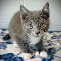 Thumbnail photo of Mason #4