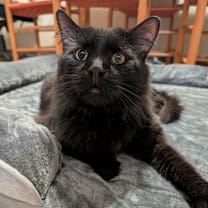 Thumbnail photo of Cola #4