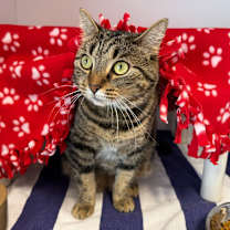 Thumbnail photo of Hali #1