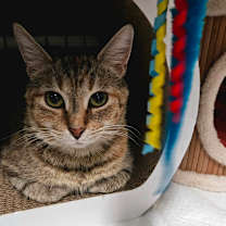 Thumbnail photo of Prudence #2