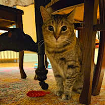 Thumbnail photo of Prudence #4