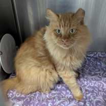 Thumbnail photo of O'Malley #2