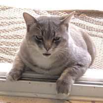 Thumbnail photo of Blue #3