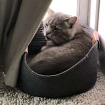 Thumbnail photo of Blue #4