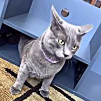 Thumbnail photo of Duke #1