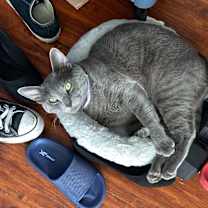 Thumbnail photo of Duke #2